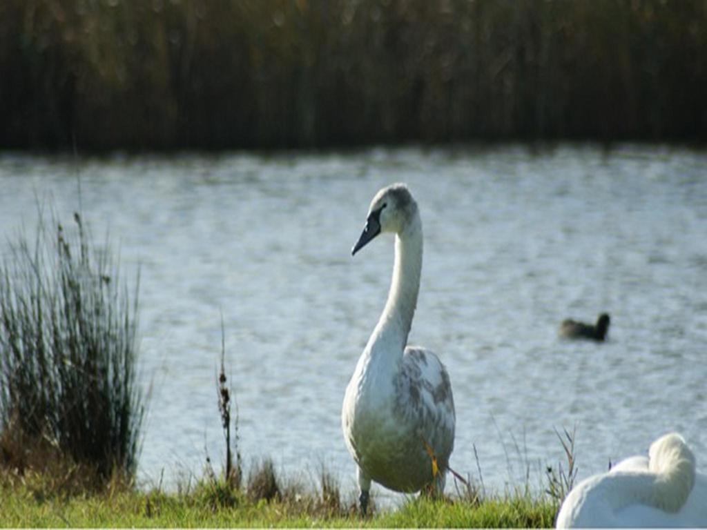 Auplands En-Suite Rooms Lymington Εξωτερικό φωτογραφία